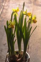 Yellow daffodil photo