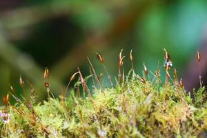 moss in forest, Thailand photo