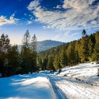 snowy road to coniferous forest in mountains