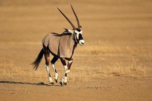Running gemsbok antelope photo