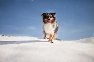 Dog running in the snow photo