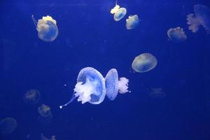 Jellyfish photo