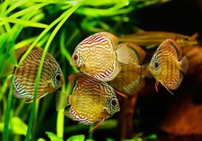 Discus fish (Symphysodon) swimming underwater photo