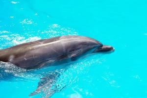 los delfines nadan en el primer plano de la piscina