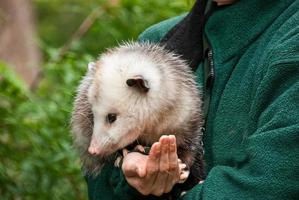 Opossum and Handler