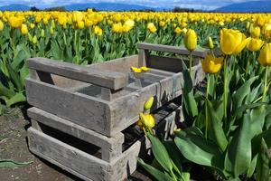 tulipanes listos para la cosecha foto