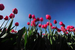 tulipán rojo foto