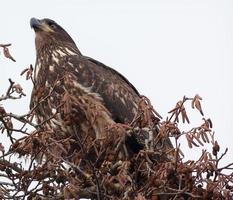 Immature Bald Eagle in Tree Skagit County Washington photo