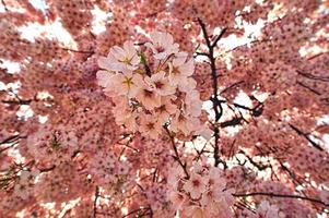 Cherry Blossom Trees photo