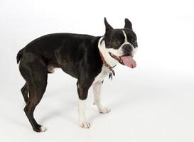 Boston terrier dog, profile