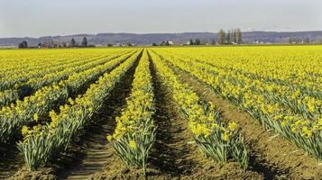 Rows of Early Daffodils