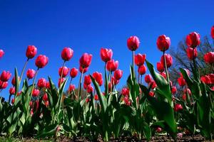 Tulipanes en el jardín público de Boston durante la primavera foto