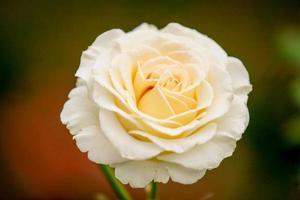 Fragrant Rose in Full Blossom photo