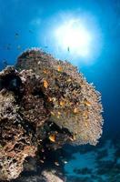 Recif corallien, sous l'eau, corail, poisson, monde marin