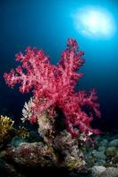 Recif corallien, sous l'eau, corail, poisson, monde marin