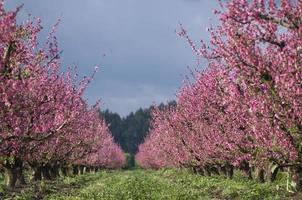 peach grove flourish photo