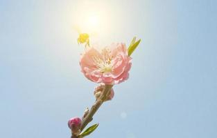 Peach blossom photo