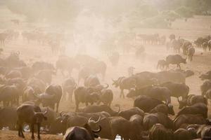 Buffalo in Africa photo