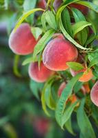 Peach tree fruits photo