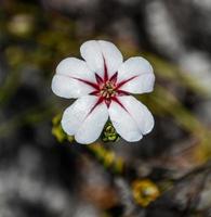 Adenandra villosa flor, Cape Point, Sudáfrica