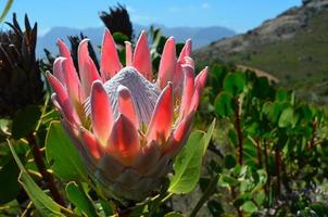 Protea Flower photo
