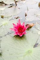 Water lilly flowers photo