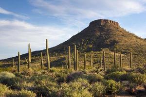 Morning desert scene in Arizona