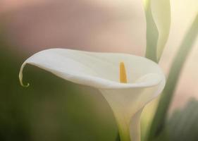 Calla lily. Zantedeschia aethiopica. photo