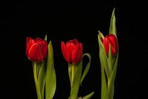 tulipanes rojos sobre fondo negro foto