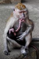 macaco madre en cuevas de batu