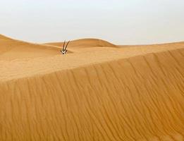 oryx en el desierto