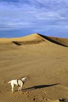 The dog alone on the sand dune photo