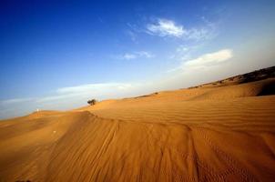 Desert , sand dunes at sunset