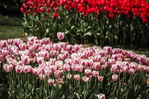 rojo y mezcla de tulipanes rojos y blancos