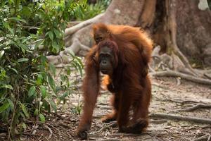 Familia de orangutanes en borneo.