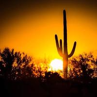 Saguaro sunset photo