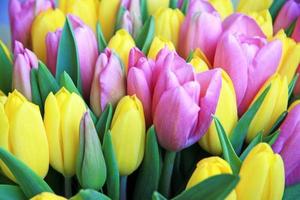 campo de tulipanes foto