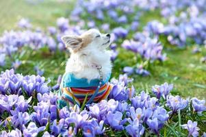 Chihuahua dog dreaming among purple crocus flowers