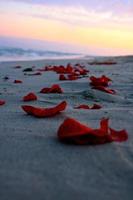 pétalos de rosa esparcidos en la playa foto