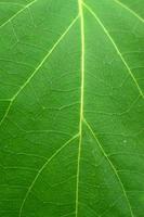 Green leaf an abstract background photo