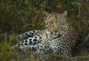 hembra leopardo