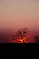 tree silhouette sunset