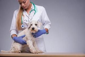 Female veterinarian examines little dog with stethoscope photo