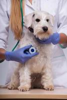 veterinario femenino examina perrito con estetoscopio