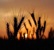 wheat at sunset photo