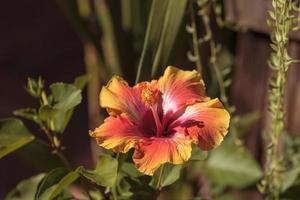 flor de hibisco al atardecer