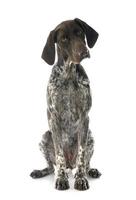 German Shorthaired Pointer photo