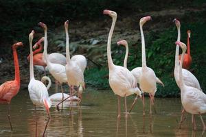 Flamingo Celebration
