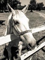 Portrait of Lipizzaner stallion photo