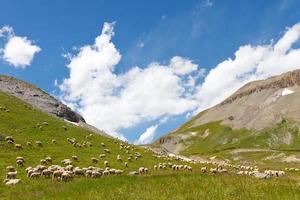 Herd of Sheep Grazing on Mountain Meadow photo